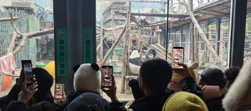 Толпа у стекла фотографирует панду