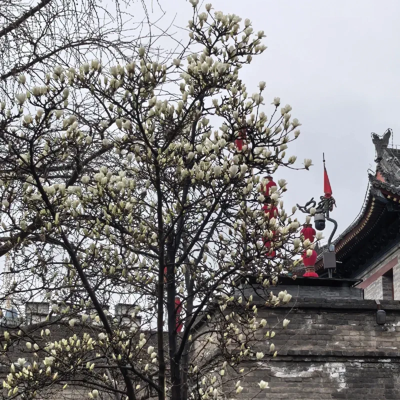 Цветущая магнолия у стены Сиани