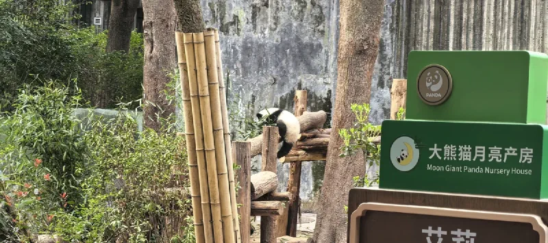 Панда у Nursery House