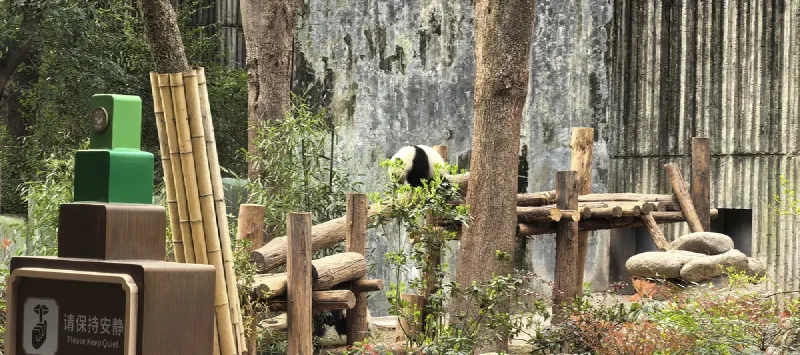 Панда в вольере