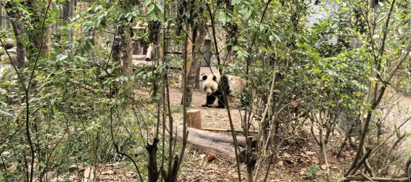 Панда в зелени