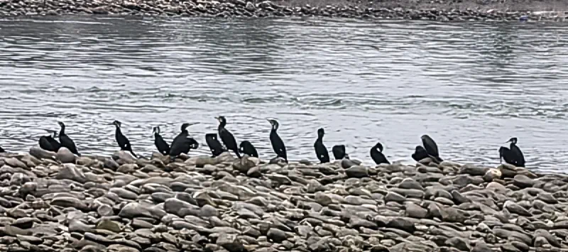 Бакланы на реке у Лэшаня