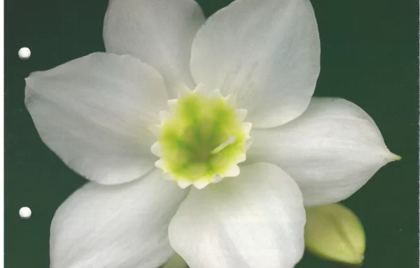 PIONEER Tape Decks (1991)